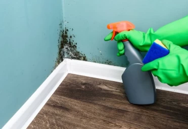 7 Tips To Prevent and Combat Mold in Your Home